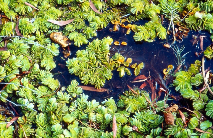 The Star Of Oil Remediation Right Now Is An Aquatic Weed