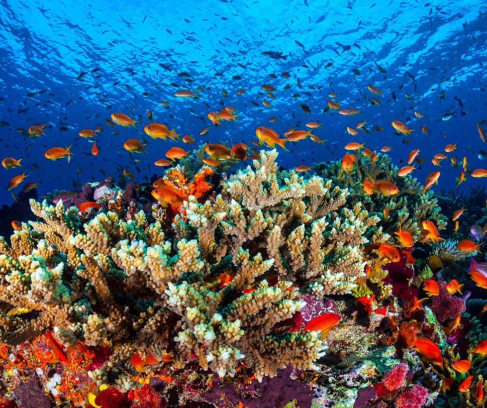 The Great Barrier Reef Is Critically Injured